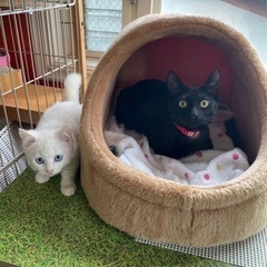 白黒コンビ　黒猫白猫