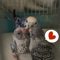 セキセイインコ　兄弟です。
