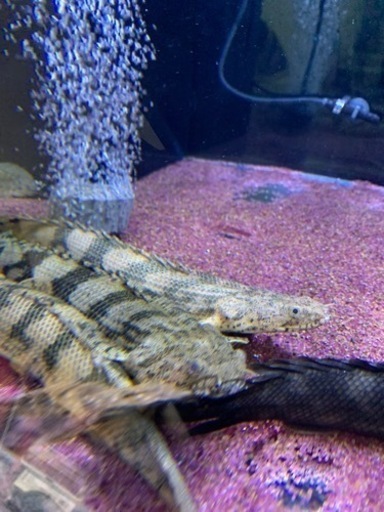 ダブルデッカー＊ビートルズの英国旗ユニオンジャック＊ビンテージ80s