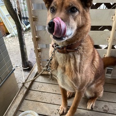 「もなか」6歳　オス(去勢済) 大型犬ミックス