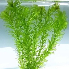 水草 アナカリスの画像