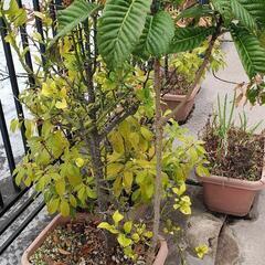 枇杷&柑橘 苗木 びわ みかん 蜜柑の画像