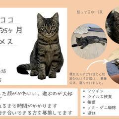 親子３匹里親募集