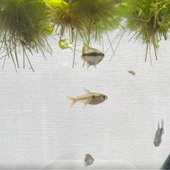 熱帯魚25匹位　グラミー２匹の画像