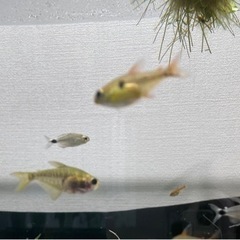 熱帯魚25匹位　グラミー２匹の画像