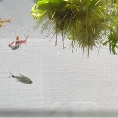 熱帯魚25匹位　グラミー２匹の画像