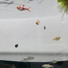 熱帯魚25匹位　グラミー２匹の画像