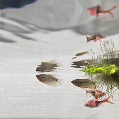 熱帯魚25匹位　グラミー２匹