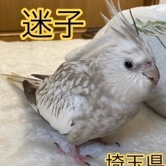 迷子のオカメインコ秩父市