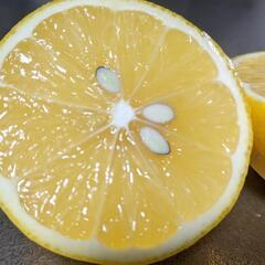 マイヤーレモン🍋🍋🍋　着花〜開花〜結実〜収穫まで農薬散布なし！