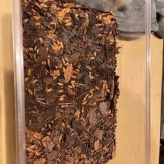 オレンジホソワラジムシ 各100匹以上