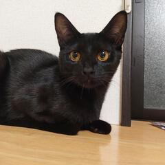 【トライアル決定】ジジにそっくり！黒猫の市福