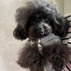 【週1日〜OK＊短時間勤務も◎】＼ワンちゃん好きな方！お待たせし...