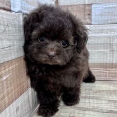 【週1日〜OK＊短時間勤務も◎】＼ワンちゃん好きな方！お待たせしました！未経験者&男女問わず大歓迎✩／ブリーダー見習いのおしごと♬※ジモティーが掲載している求人となりますの画像