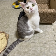 推定1〜2歳の男の子 テン
