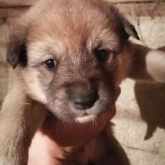 野良犬の子犬を保護してます。