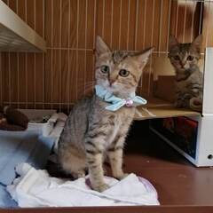 in春日井市～子猫達がいる保護猫の譲渡会2022年12月17日（...