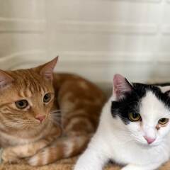 in瀬戸市～子猫達がいる保護猫の譲渡会2022年12月17日（土...