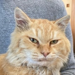 大柄で人懐っこい(おじいちゃん)猫 - 坂東市