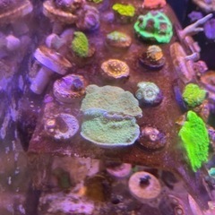 ウスコモンサンゴ　グリーン２種セット　まとめ買いで最大3割引の画像