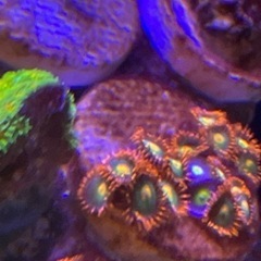 USAマメスナ　ゲータレード　まとめ買いで最大3割引の画像