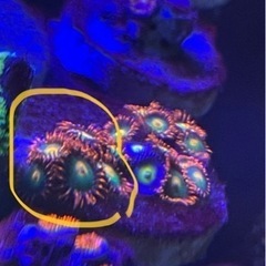 USAマメスナ　ゲータレード　まとめ買いで最大3割引の画像