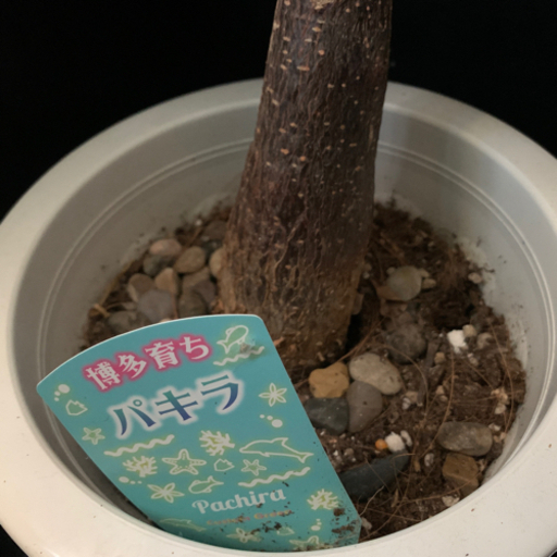 パキラ　実生株　高さ約200センチ　観葉植物　レア