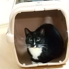 小柄なハクビシン顔のメス、お鬚の白さもチャームポイント − 神奈川県
