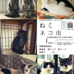 保護猫家族さがし　『ねこネコ市』　譲渡会開催