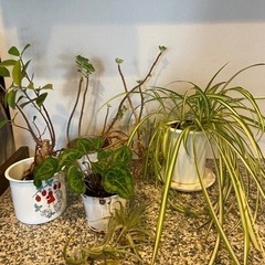 観葉植物5セット