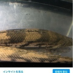 ポリプテルス エンドリケリー  35cm〜50cm