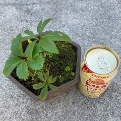 クリスマスローズ（グリーン系）の画像