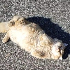 大柄で人懐っこい(おじいちゃん)猫 - 里親募集