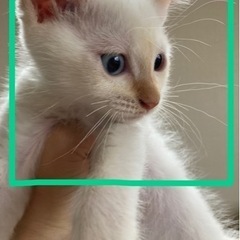 クリームポインテッド♂緑色　里親様決まりました