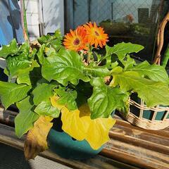 【きまりました】計6点の画像