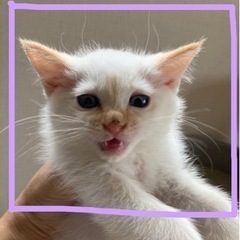 クリームポインテッド♂紫色　里親様募集 - 富山市