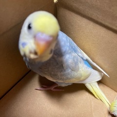 セキセイインコ(雛)