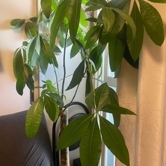 パキラ　観葉植物