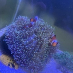 ハタゴイソギンチャク　カクレクマノミ2匹セット