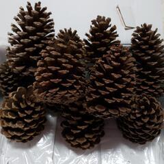 大王松　まつぼっくりの画像