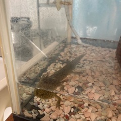 ウーパールーパー