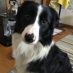 ボーダーコリーを最期まで幸せにしてくださる方 - 犬