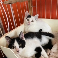 沖縄からやって来たムチムチ兄妹生後2ヶ月