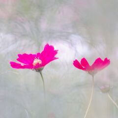 シニアの写真同好会つくりませんか
