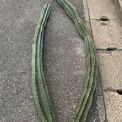 サボテン　鬼面角