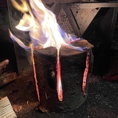 スウェーデントーチ（針葉樹）の画像