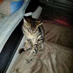 野良猫里親募集