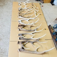 鹿の角買取強化中！の画像