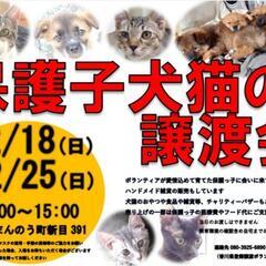 12/18💠譲渡会を開催します💠