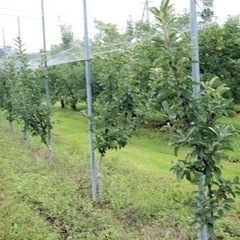 果樹用の支柱　譲っていただけませんか？